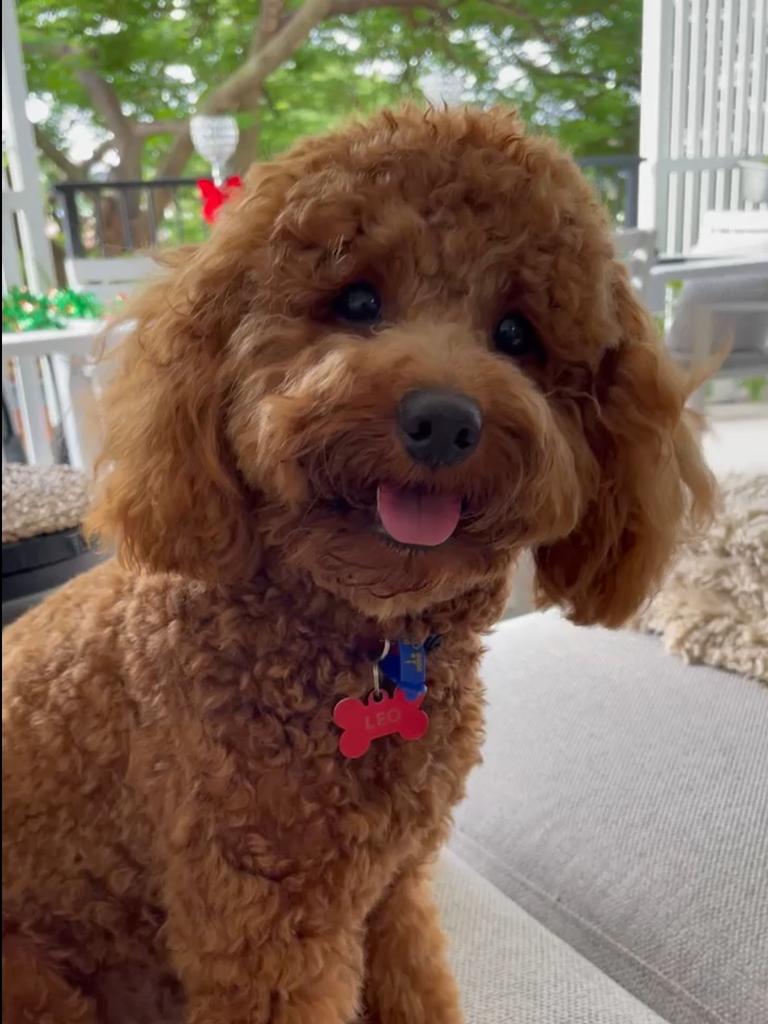 Leo Bellas – It feels like I have waited my whole life to meet Leo. He is the apple of my eye and I love him to bits. Leo is a 15 month old cavoodle and is extremely friendly and loveable. He can soften even the hardest of hearts and people can’t help but smile whenever they meet him. He is so much fun and has a beautiful temperament. He can be lively one minute and sleeping the next.;) I am training him to be a therapy dog so that I can take him to work in schools, aged care facilities and hospitals. After all the stress of the last couple of years, Leo is living proof that dogs can be the best type of therapy! I maybe bias, but when you meet him you will agree that he deserves the title of QLD cutest dog too.