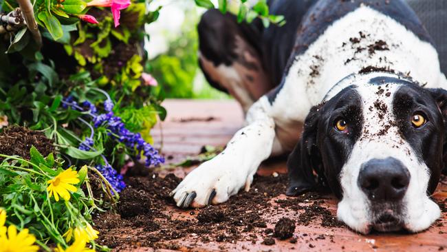 Dogs can be mischievous when it comes to digging and eating plants.