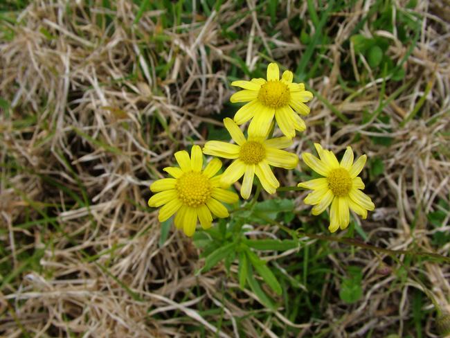 How you can benefit from chemical subsidy to combat fireweed