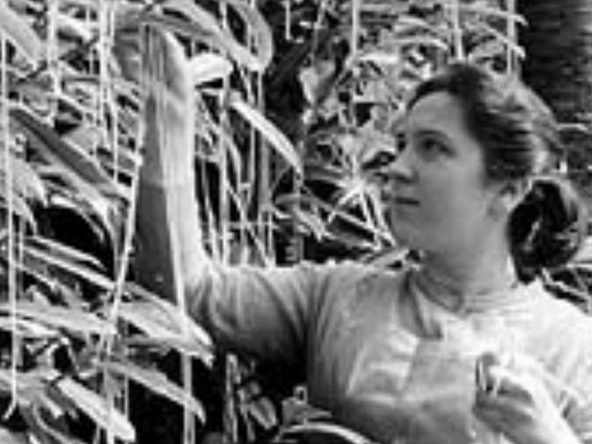 1957 April Fool's Day joke - Spaghetti tree harvest.