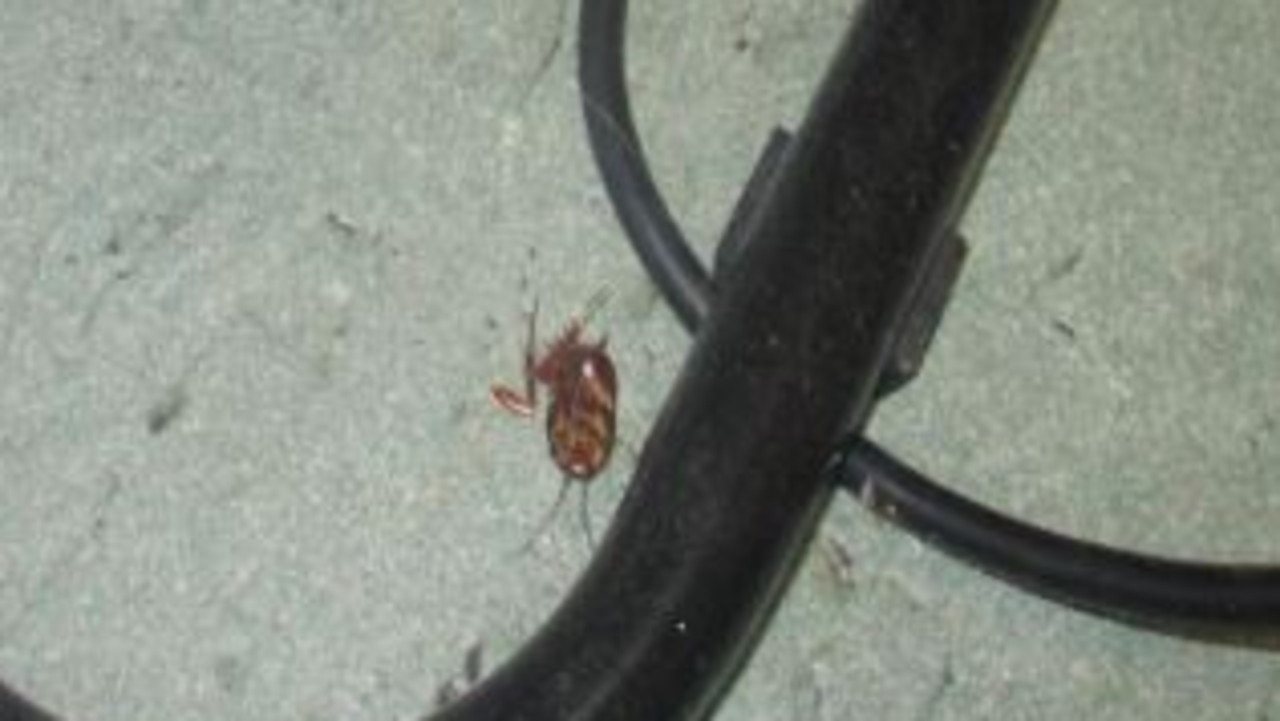 A dead cockroach found during a food safety inspection.