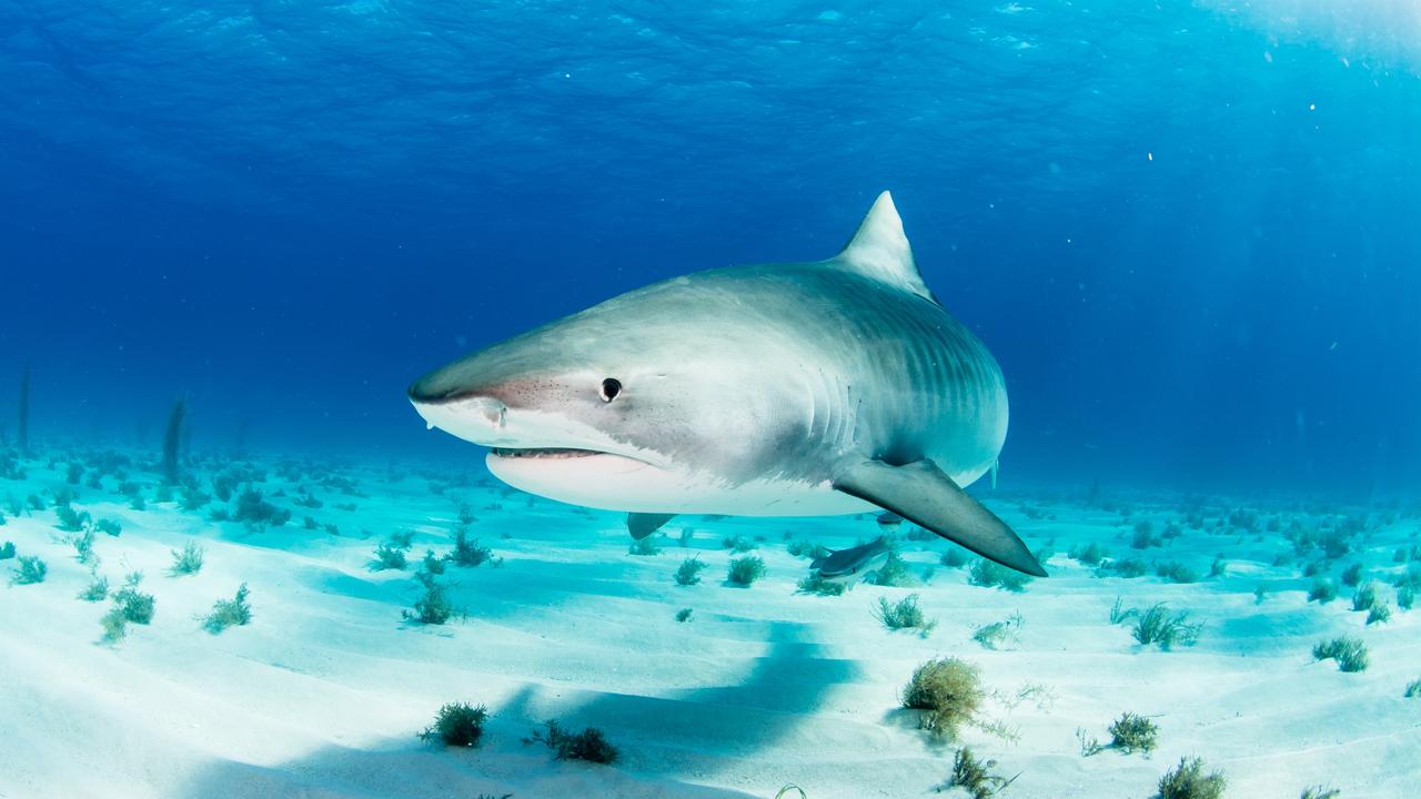 Tiger sharks and bull sharks are among the most common off Mackay waters.