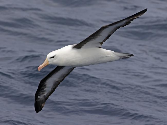 Black-browed albatross. Picture: Keith Lightbody/Naturaliste Charters