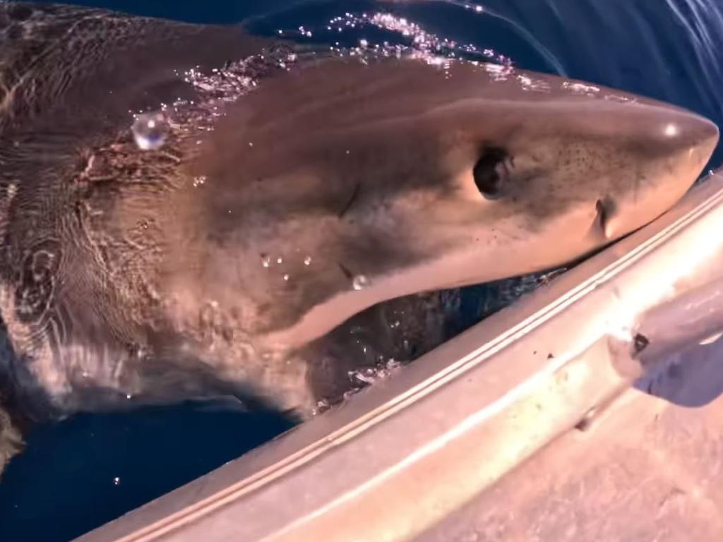 A Great White shark circled a boat off the Sunshine Coast before biting it.