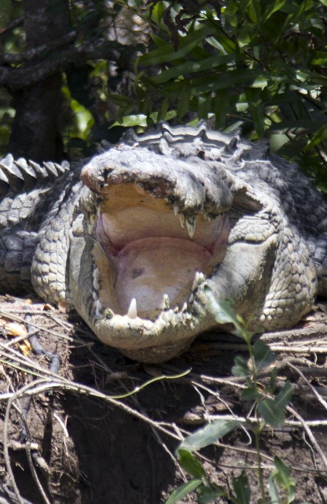 Crocodiles are believed to be in Brisbane.