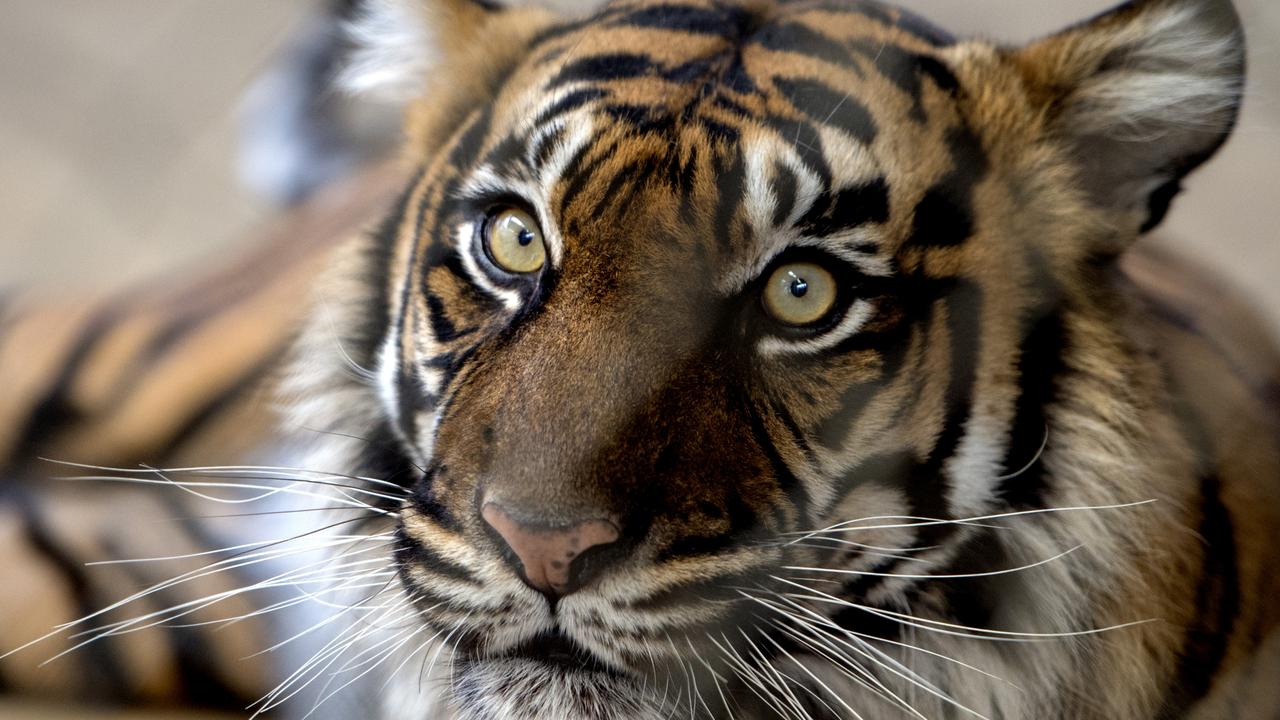 Adelaide Zoo’s Tiger Rhani dies suddenly | The Advertiser