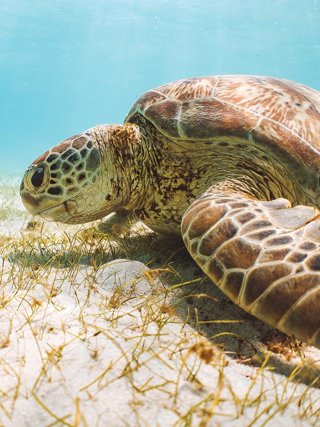 Five species of turtles frequent the waters off Cooya Beach, including the green turtle