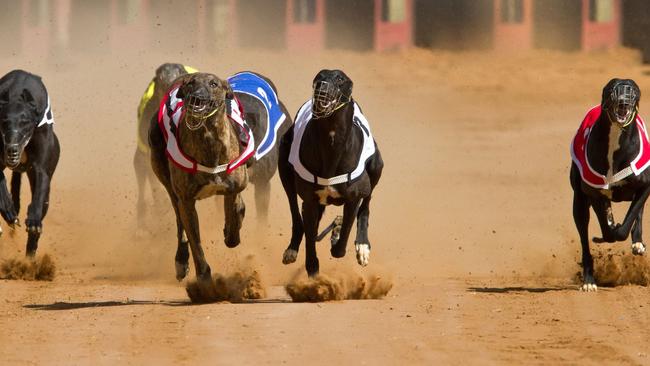 Ipswich is set to become the new home for greyhound racing in Queensland. Picture: Contributed