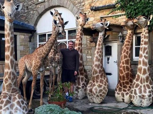 The 24-year-old smiles among six stuffed giraffes at his Burnley home