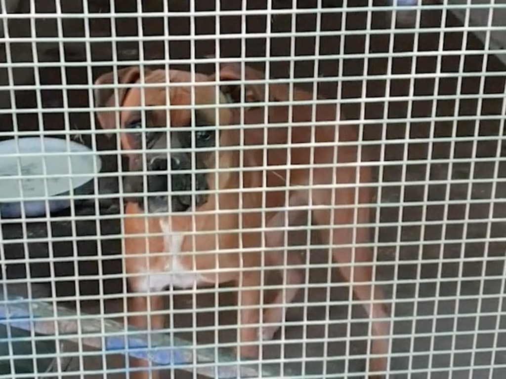 A boxer at one of the puppy farms died after being denied vet care during birth.