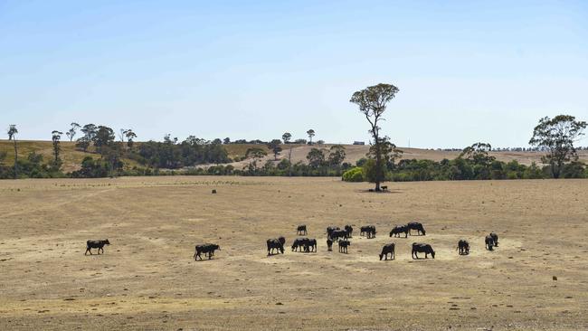 Cattle at John Mowat's farm, Stradbroke, have been on bought-in feed for a long time. The drought in Gippsland has gone for over two years.Picture: DANNIKA BONSER