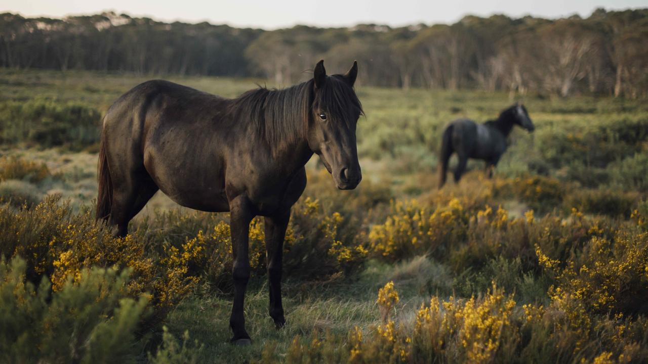 Brumby numbers in the Kosciuszko National Park will be reduced to a sustainable population of 3000 wild horses. Picture: Rohan Thomson