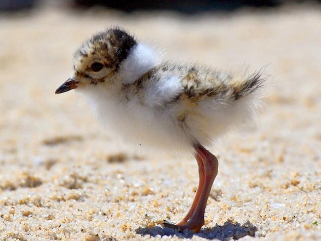 A hooded plover chick at Seacliff. Picture: Glenn Ehmke