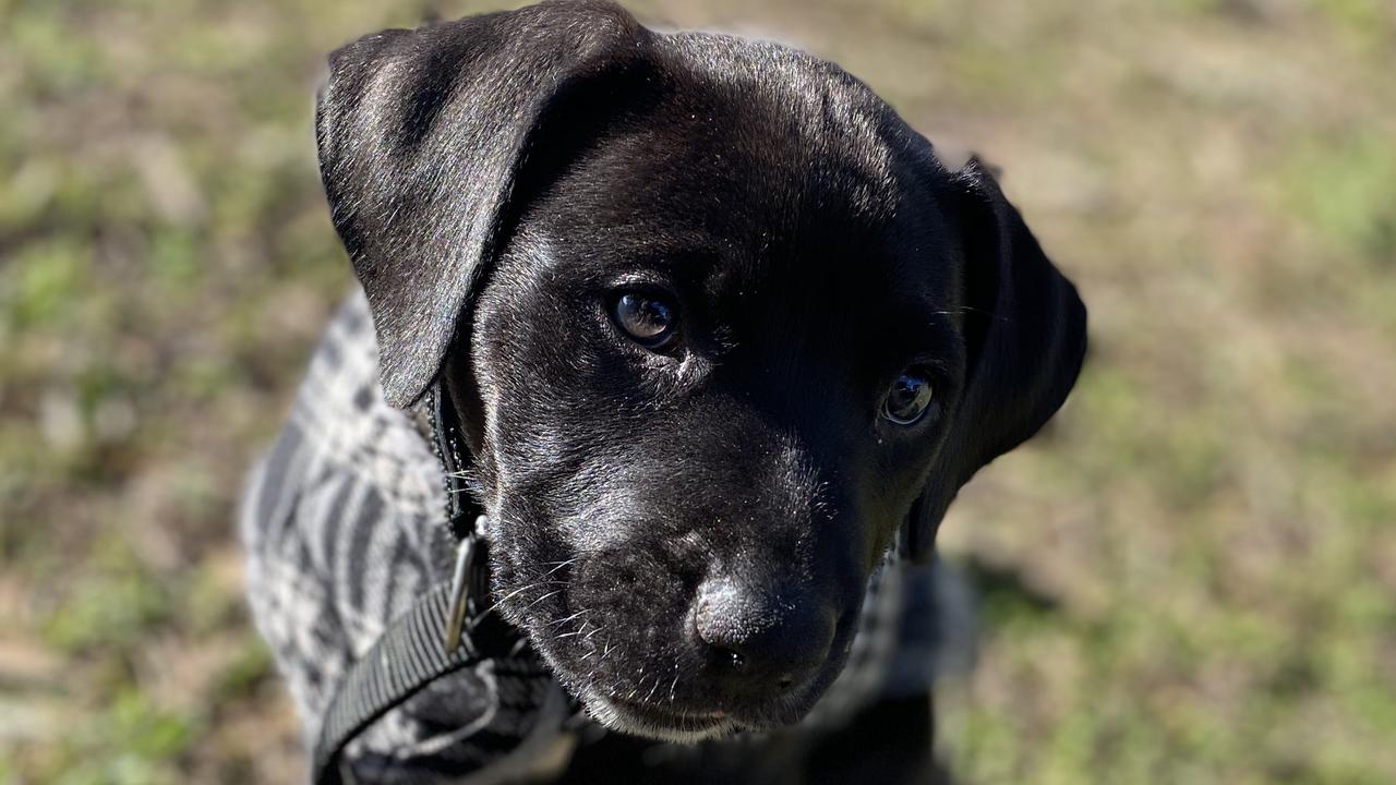 This is Gracie. We rescued her and her mother. Gracie is a Great Dane X and she’s kind and caring and loves cuddles. Picture: Aleisha