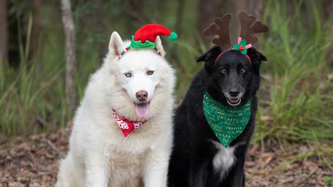 Maggie and Blaze at the AWLQ shelter in Coombabah. Photo: Laura Sharp