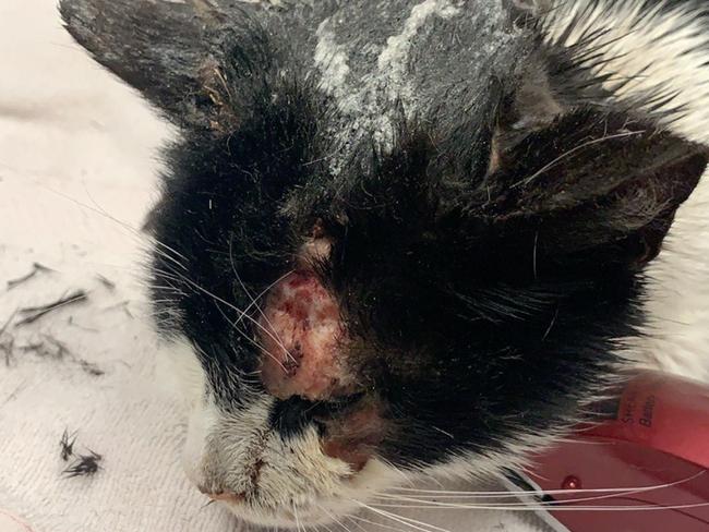 Cat injured in suspected hot glue attack in Werribee on Oct 14 2020 pic supplied RSPCA (1)