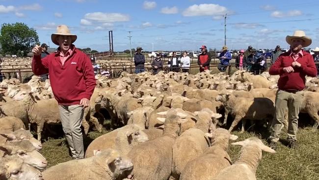 Auctioneers call for bids at the Jerilderie sheep sale, where a lift in mutton prices could not drive rates up.