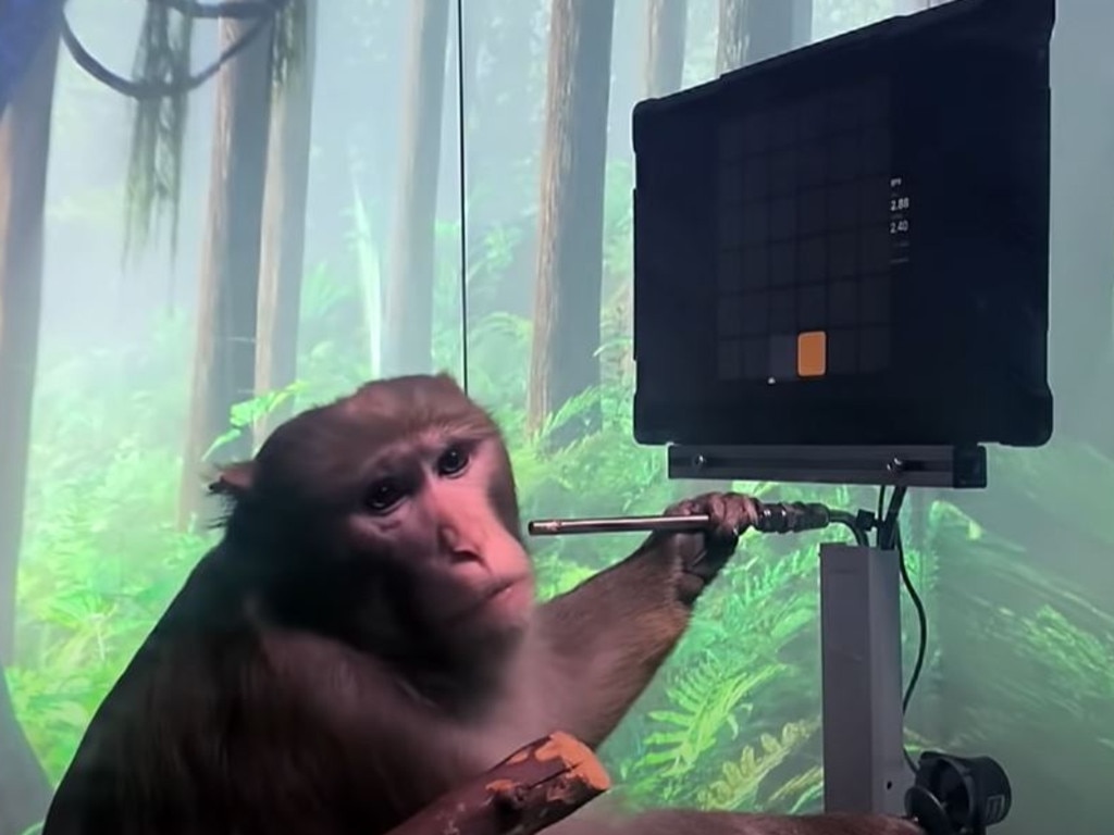 A monkey is seen controlling a cursor with his mind.