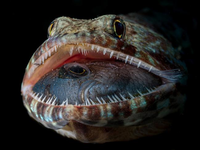 Jack Pokoj: A lizardfish’s open mouth reveals its last meal. The Philippines