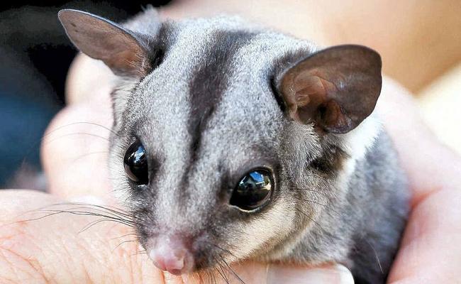 A recently-orphaned sugar glider with the Tweed Valley Wildlife Carers. Picture: Contributed