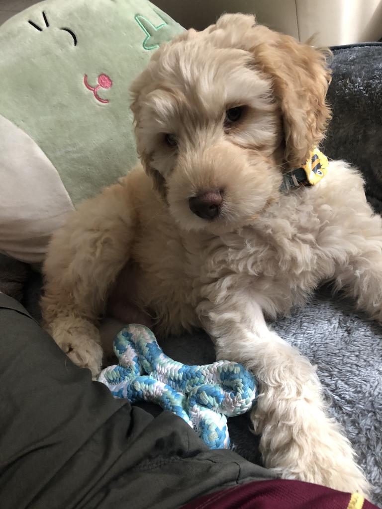 Young pup Mitu playing in his Springfield home. Picture: Sarah Miller