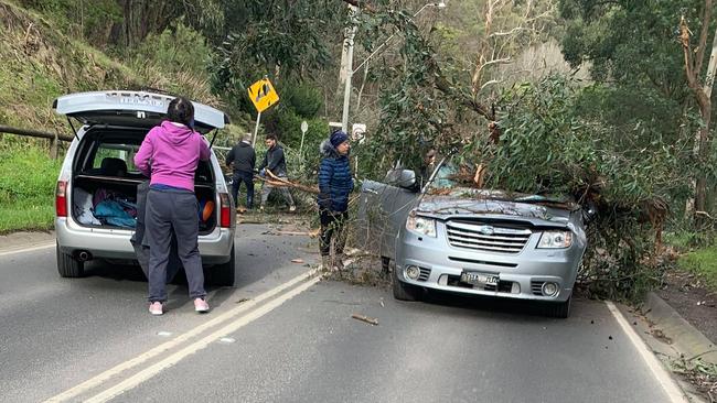 The scene of the crash where the fallen tree came down on the car. Picture: Adam Marshall