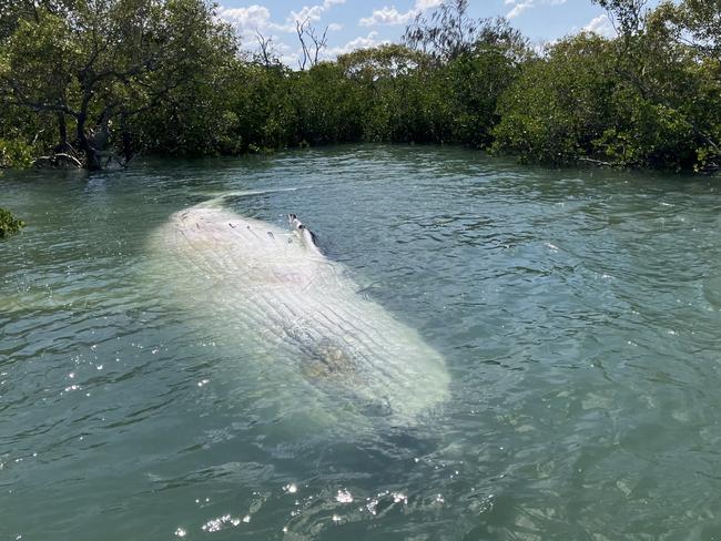 A dead adult humpback whale has been safely relocated after it was found near K'gari. Picture: Supplied