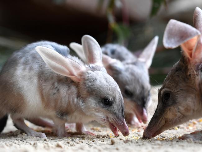 World Bilby Day ( Monday )  or Threatened Species Day ( Friday ) . Adelaide Zoo has welcomed two Bilby joeys who has just recently emerged from mum Alkina's pouch . Picture: CATHY DAVIS