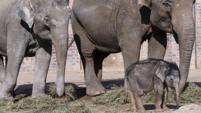 Why is one mother’s baby less important than another? Picture: AP/Jens Meyer