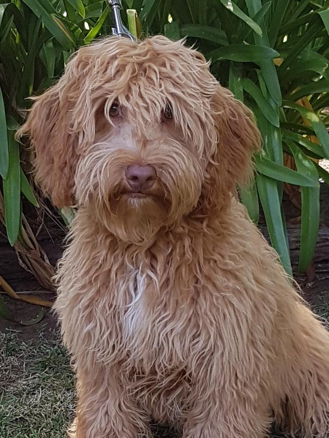 Sunset Hills Labradoodles, a certified dog breeder based in Lewiston, have had customers coming to them due to being wary of puppy farms. Picture: Facebook