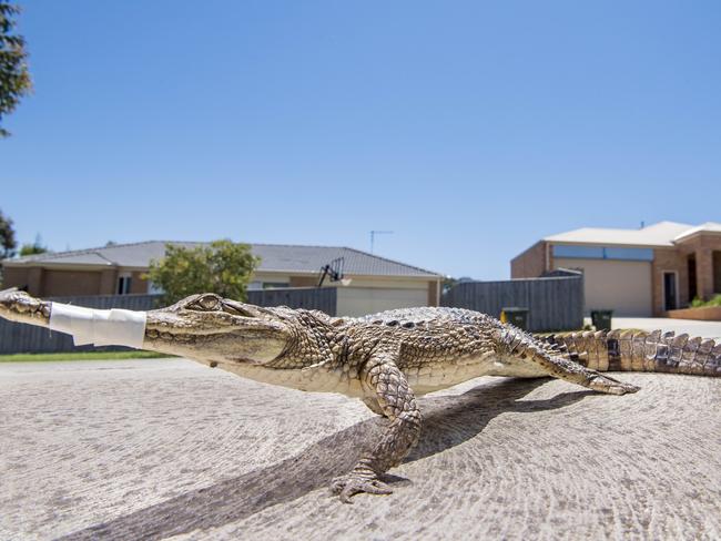 This crocodile was wandering the streets of Heidelberg. Picture: Jason Edwards