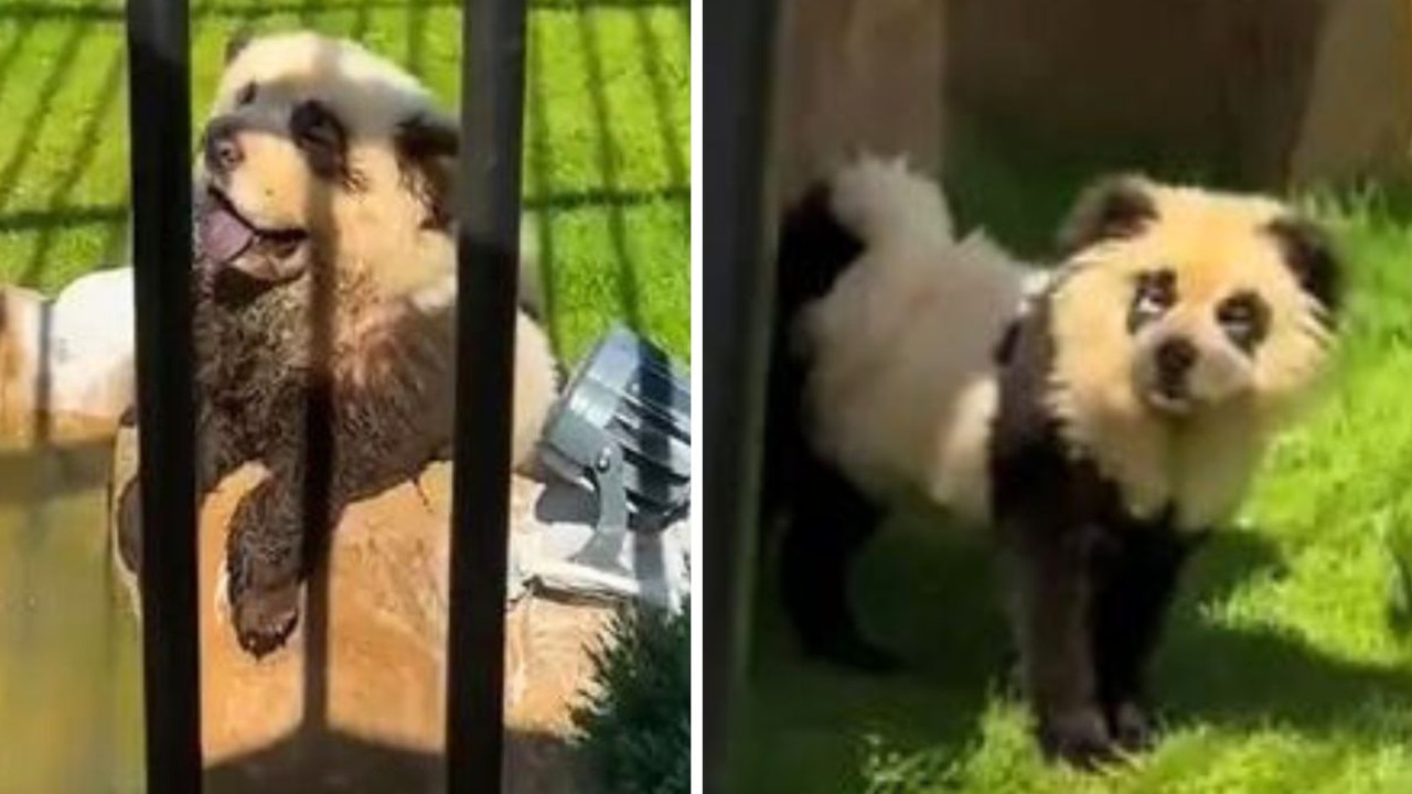 Chinese zoo admits ‘pandas’ are just dogs dyed black and white