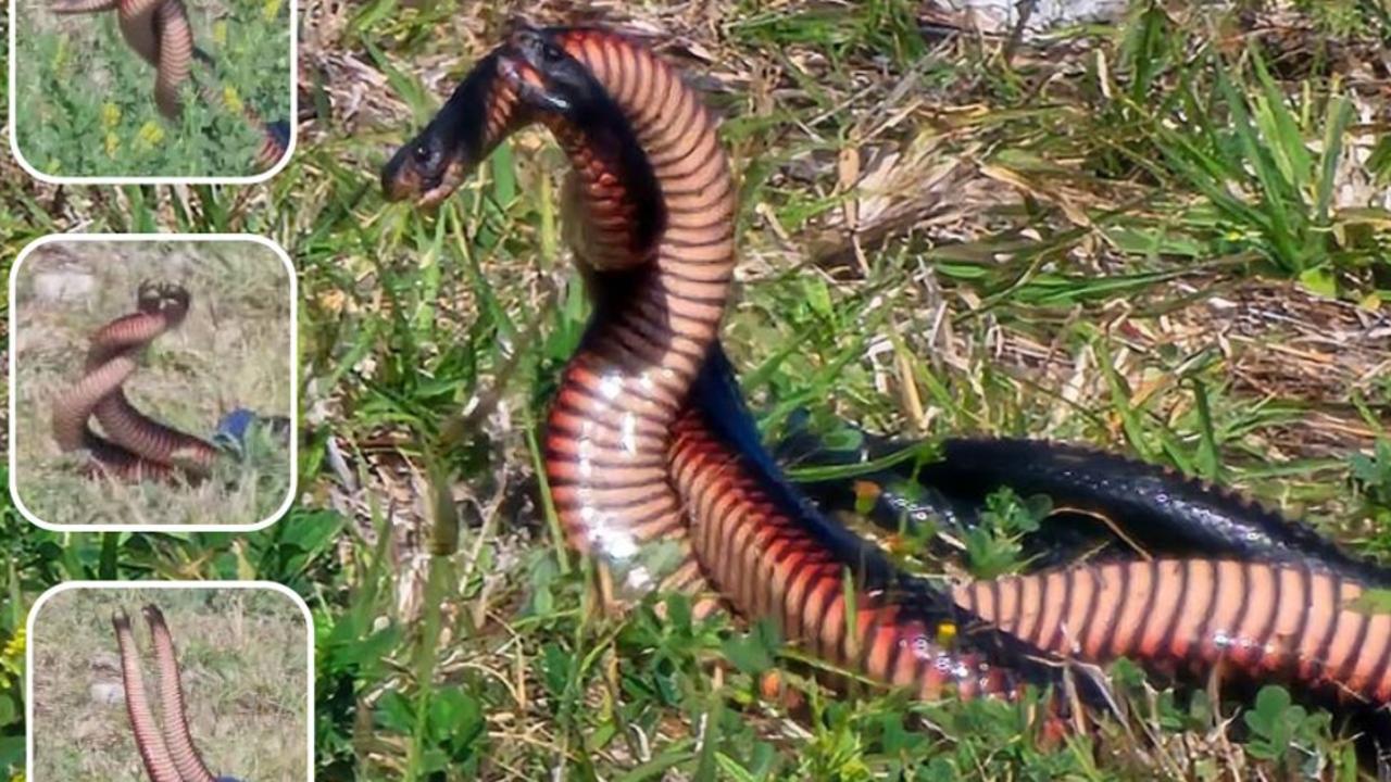 Watch: Moment battling snakes turn on gardener