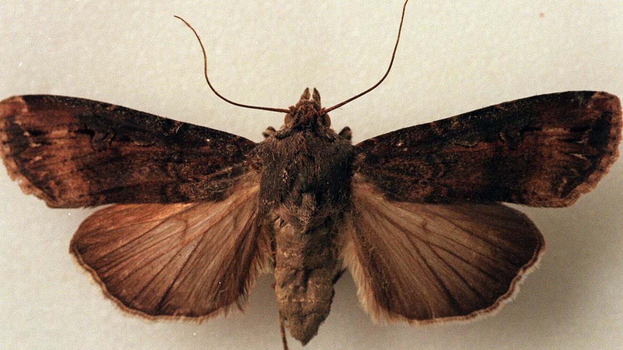 Bogong moth . / Insects moths