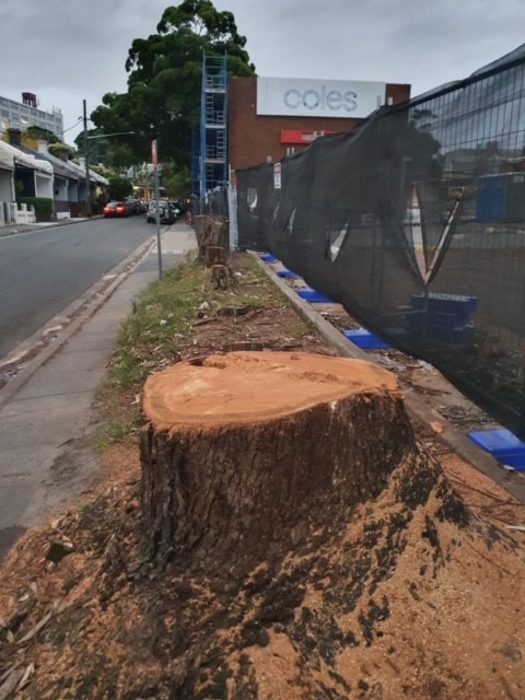 At the same time as planning to plant 700 expensive new trees a year the Lord Mayor has been busy cutting down well established trees.