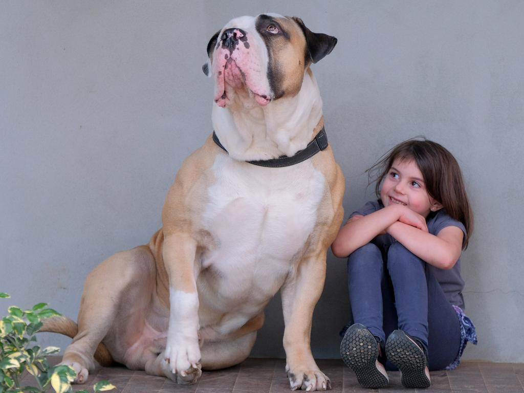 Territorians appreciate the Boerboel for its impressive guarding ability and loyal temperament. This powerful breed is trusted to protect homes and properties in remote areas. Picture: Mark Wilson