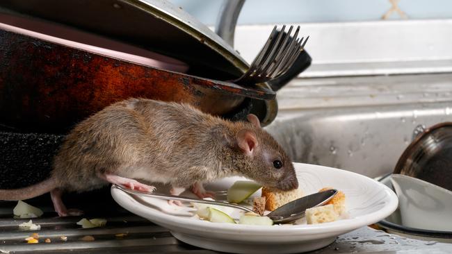 A Monash inspector visited the business on three occasions and found a dead rat in a food bowl. Picture: iStock