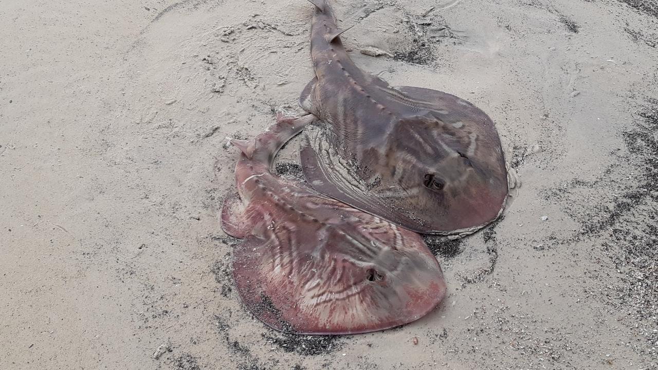 Dead stingrays washed ashore. Picture: Supplied