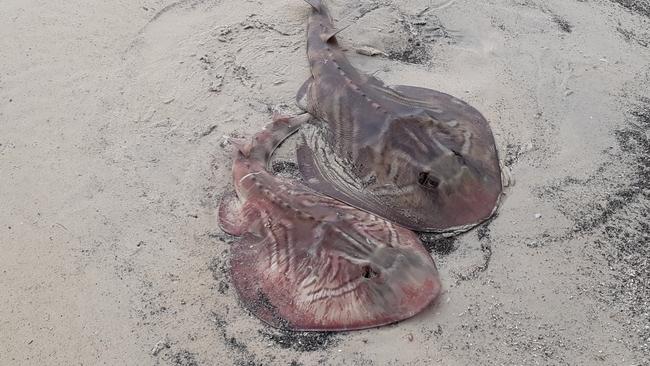 Dead stingrays washed ashore. Picture: Supplied