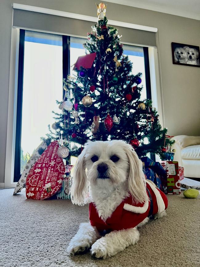 Its a very Monty Christmas. Picture: Chris Holwell, Hawthorn.