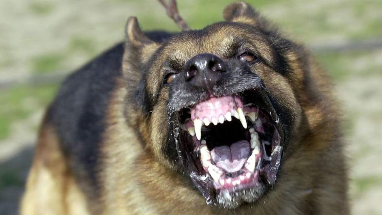 Police dog bites teen after he dumps stolen car and runs