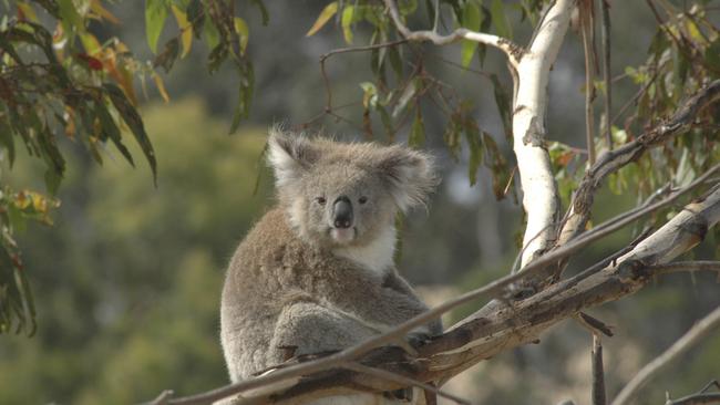 Friday’s showdown was over National MPs’ concerns over planning guidelines designed to greater protect koala populations.