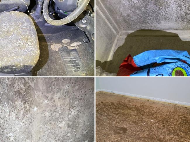 Gold Coast mould season to be ‘worst ever seen’