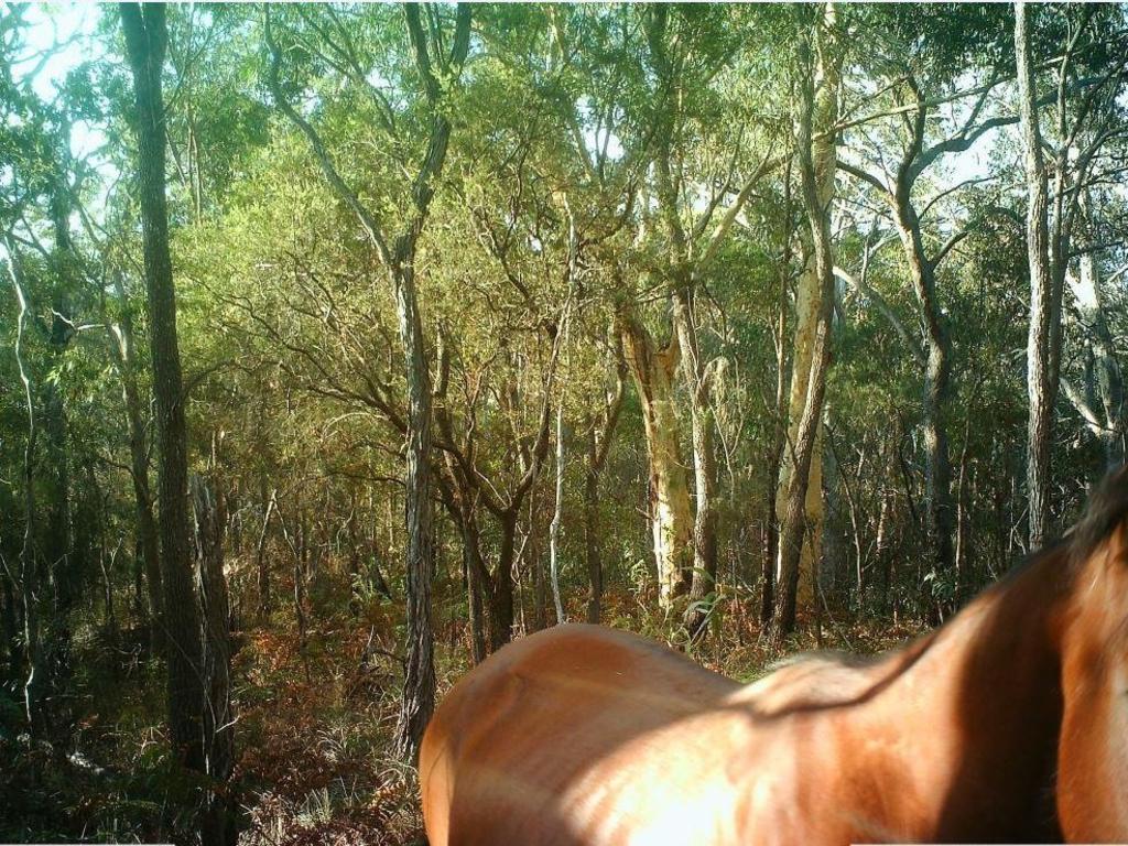 A photo of a feral horse on K'gari captured in 2019.