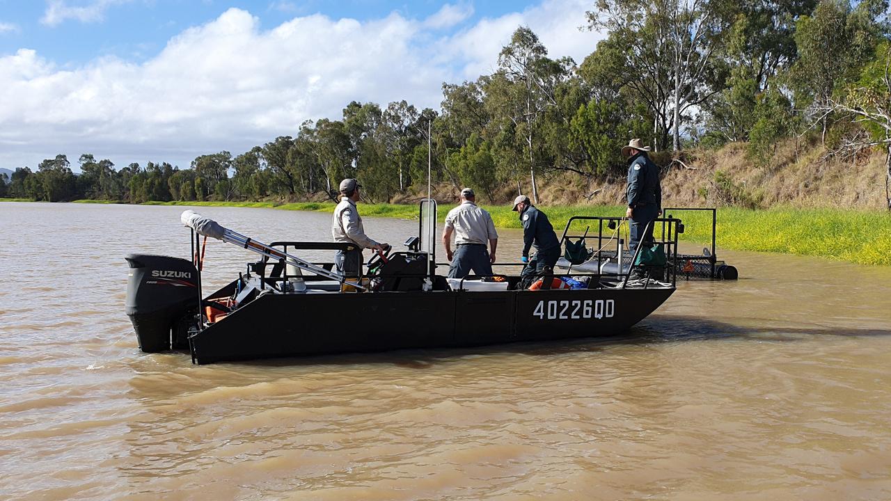 Rangers had been trying to trap the croc since May. Picture: DES