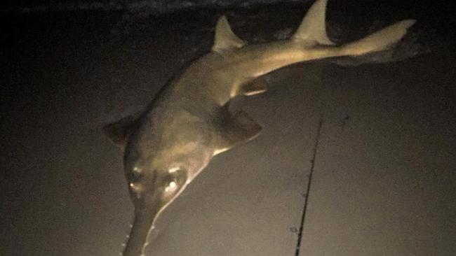 An amateur fisherman caught this extremely rare green sawfish off Four Mile Beach at Port Douglas.