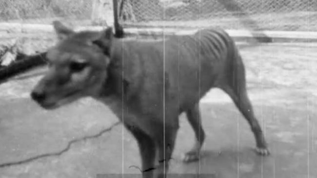 A still image from the newly discovered 1935 film of the last thylacine.