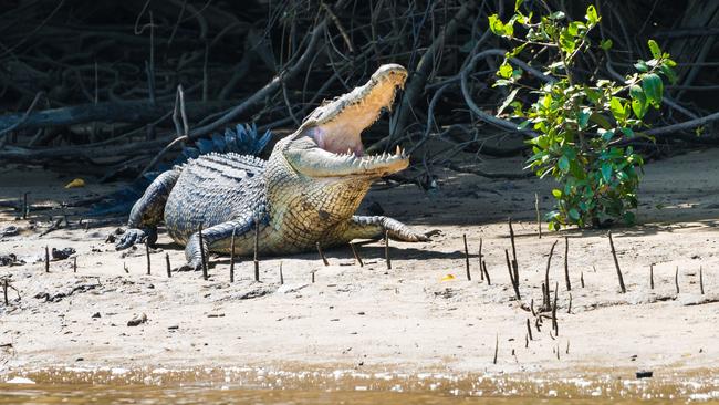 The crocodile has been put to death.