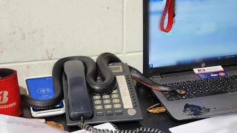 A red belly black snake was found on the desk of a business at Marcoola on the Sunshine Coast. Photo: Sunshine Coast Snake Catchers 24/7