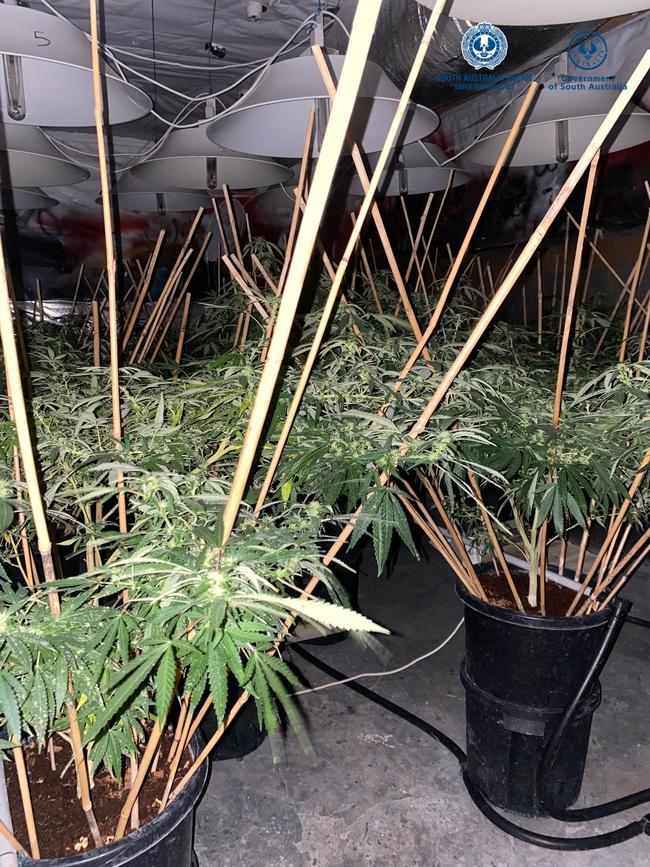 Six men were arrested on April 1 allegedly in connection with an alleged cannabis syndicate operating in the western and northern suburbs. Picture. SA Police